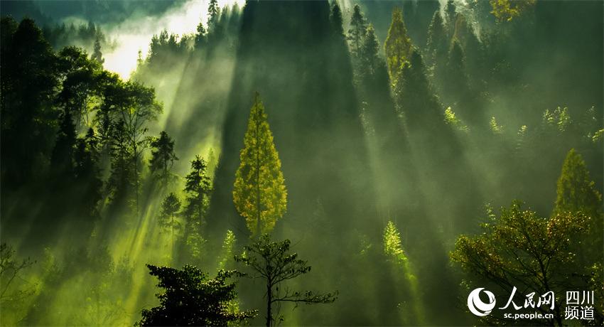 森林之光。周學峰攝