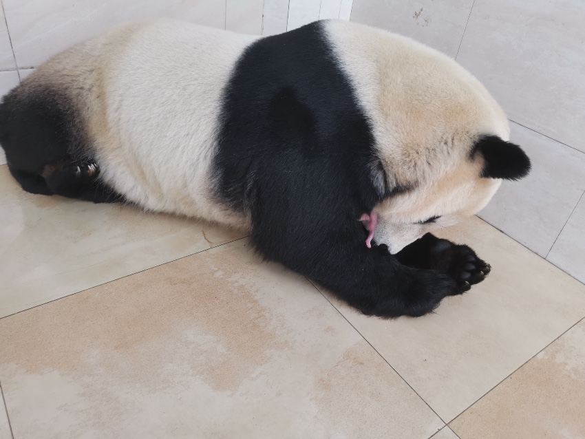 大熊貓“珍珍”帶崽。中國大熊貓保護研究中心供圖