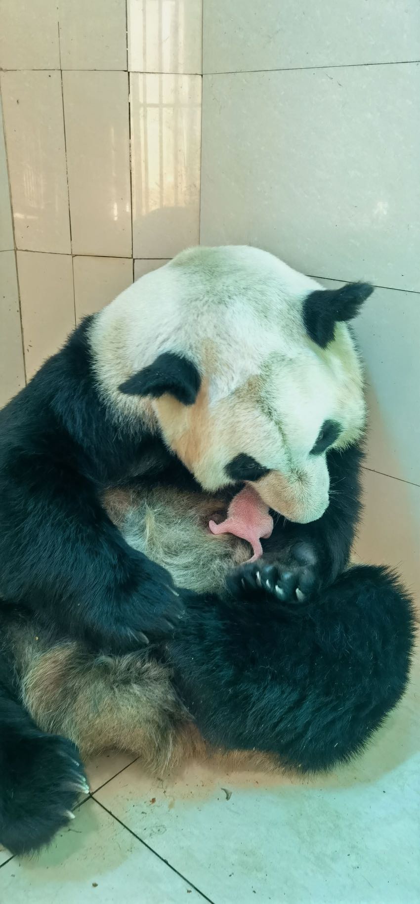大熊貓“蘇珊”帶崽 。中國大熊貓保護研究中心供圖