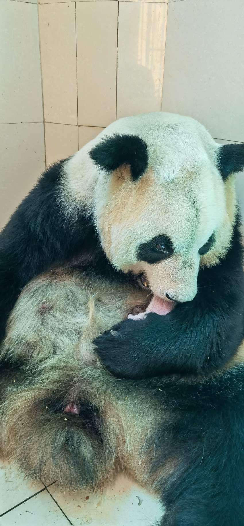 大熊貓“蘇珊”帶崽 。中國大熊貓保護研究中心供圖