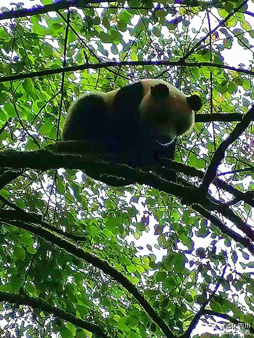 成都邛崍市村民發現的野生大熊貓。楊宗戩攝