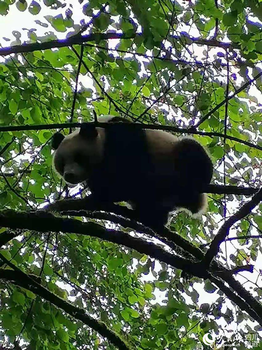 成都邛崍市村民發現的野生大熊貓。楊宗戩攝