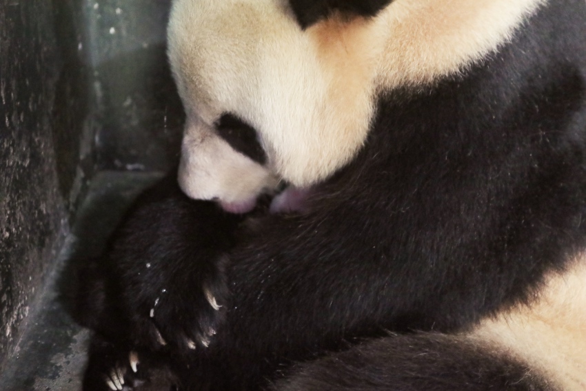 大熊貓“美茜”帶崽。中國大熊貓保護研究中心供圖