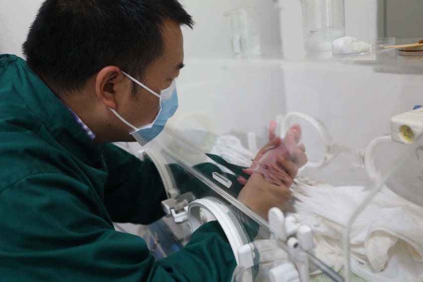 熊貓中心專家為新生幼崽做檢查。中國大熊貓保護研究中心供圖