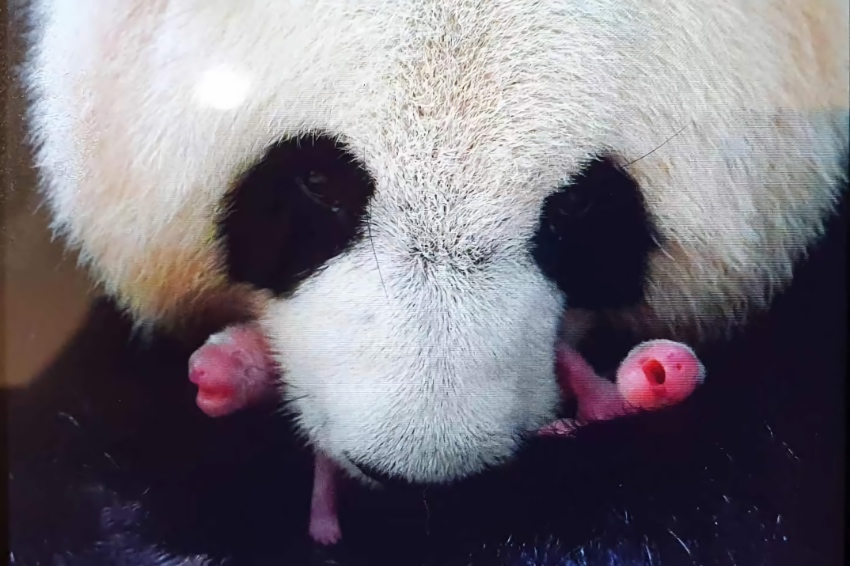 大熊貓“歡歡”和幼崽。成都大熊貓繁育研究基地供圖