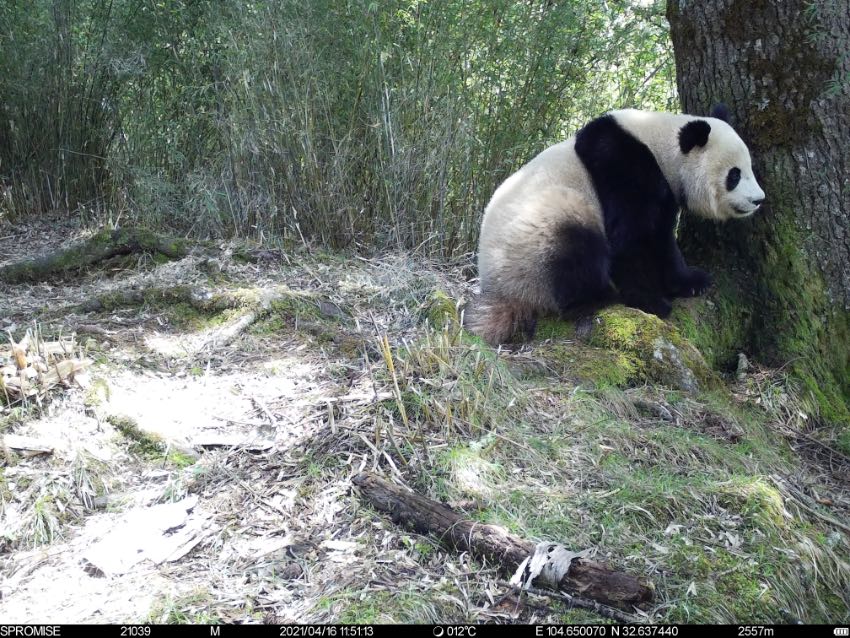 红外相机多次捕捉到大熊猫身影。大熊猫国家公园广元分局唐家河片区供图