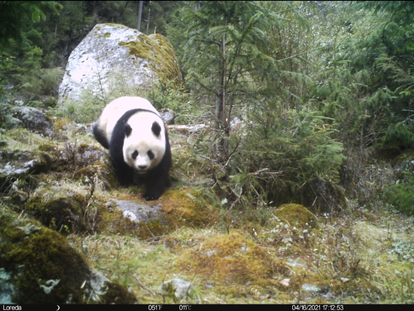 紅外相機多次捕捉到大熊貓身影。大熊貓國家公園廣元分局唐家河片區供圖