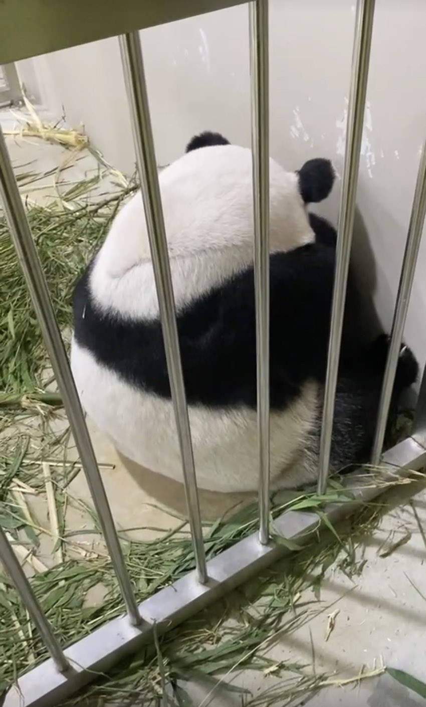 旅居新加坡的大熊猫“沪宝”。图片来自视频截图