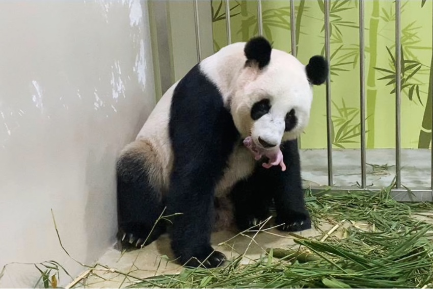旅居新加坡的大熊貓“滬寶”產下首隻熊貓寶寶。圖片由中國大熊貓保護研究中心提供