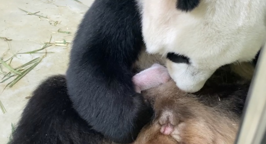 旅居新加坡的大熊猫“沪宝”产下首只熊猫宝宝。图片来自视频截图