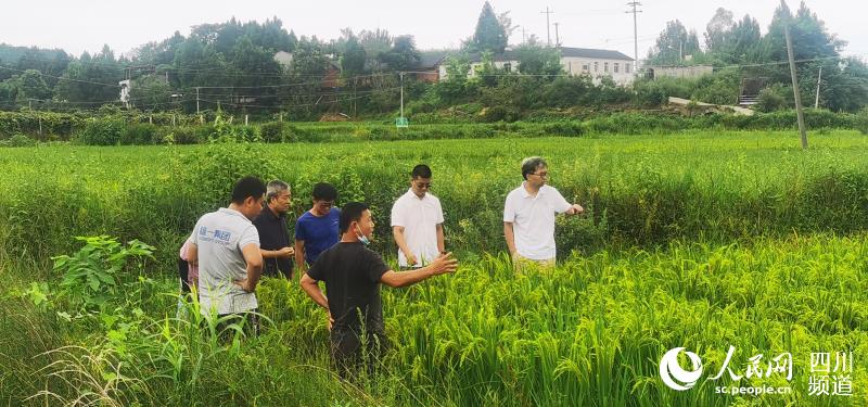 四川省農業農村廳相關領導一行考察調研雄一電解水種植基地。記者 宋豪新攝