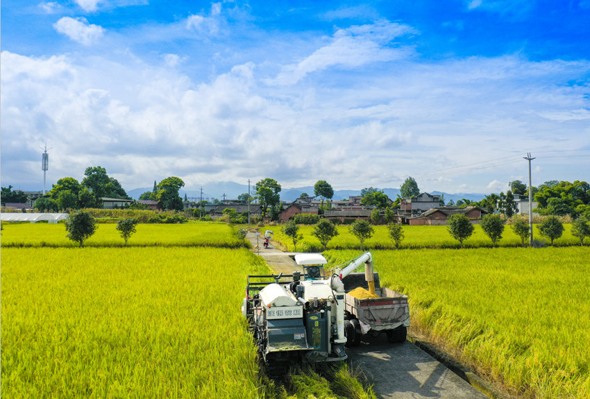 機械化助力水稻開收。樂山市委宣傳部供圖