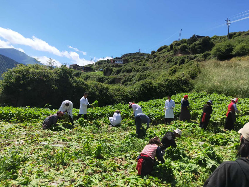 党员干部帮助群众抢收蔬菜。松潘县融媒体中心供图