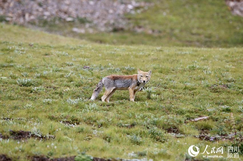 藏狐是草原上常见的动物，一张“大方脸”是其特有标志。人民网 朱虹摄