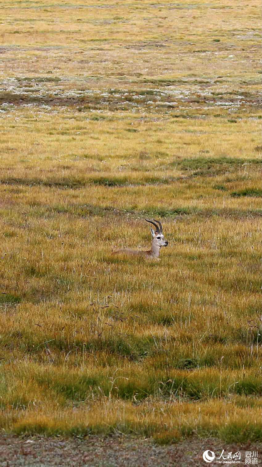 藏原羚。人民网 朱虹摄