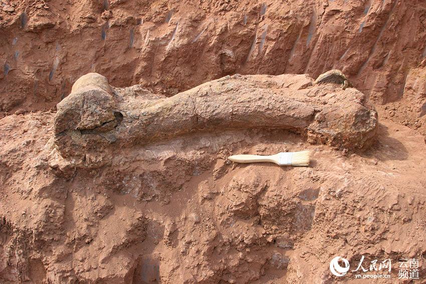 元謀古猿化石地點發掘的象腿骨化石。元謀縣委宣傳部供圖