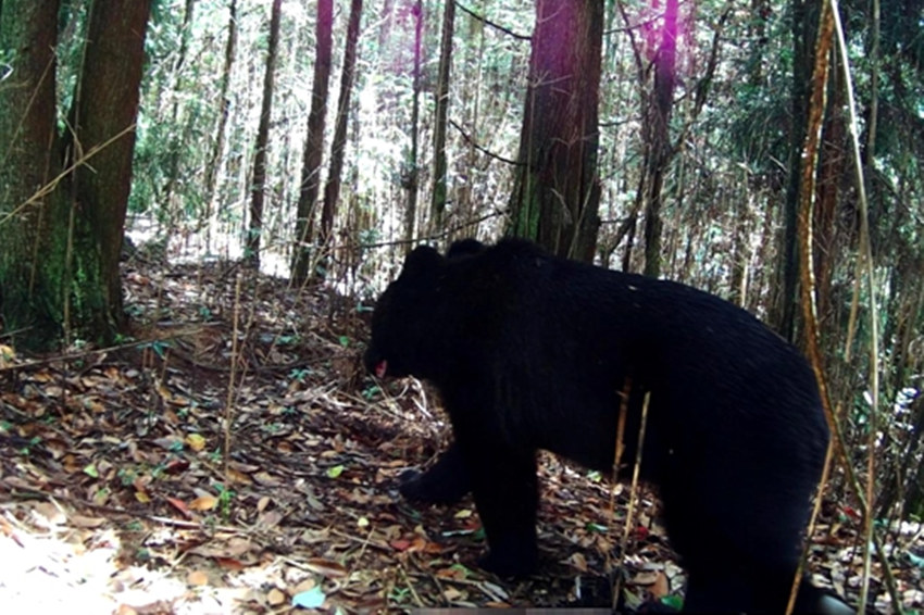 野生黑熊首现四川画稿溪国家自然保护区