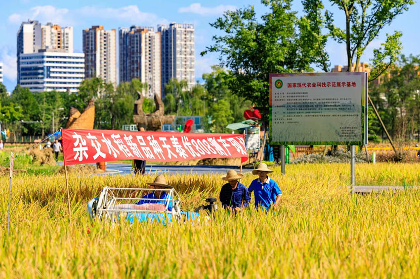 工作人員對雜交水稻進行收割。郫都區委宣傳部供圖