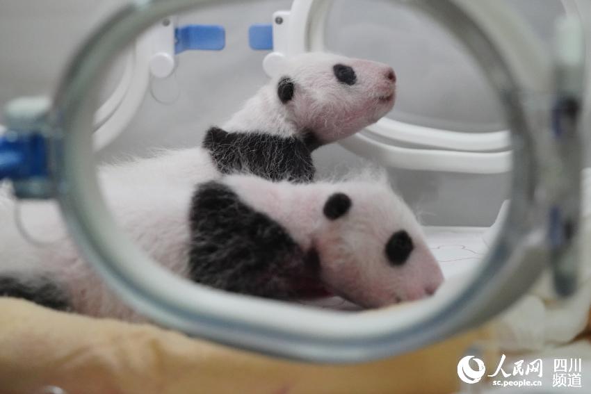 大熊貓“冰冰”雙胞胎滿30天。李傳有攝