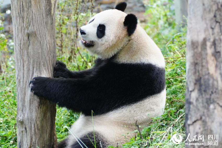 產前焦慮不安的大熊貓。李傳有攝