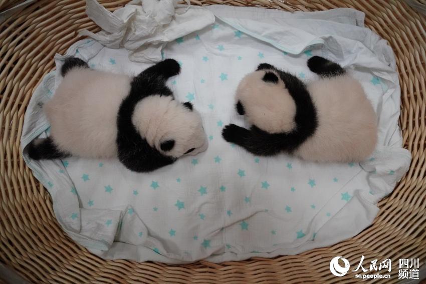 大熊貓“平平”雙胞胎滿50天。李傳有攝