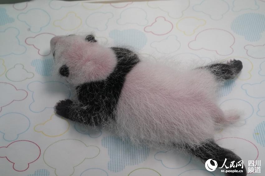 大熊貓“喬伊”一崽，滿24天。李傳有攝