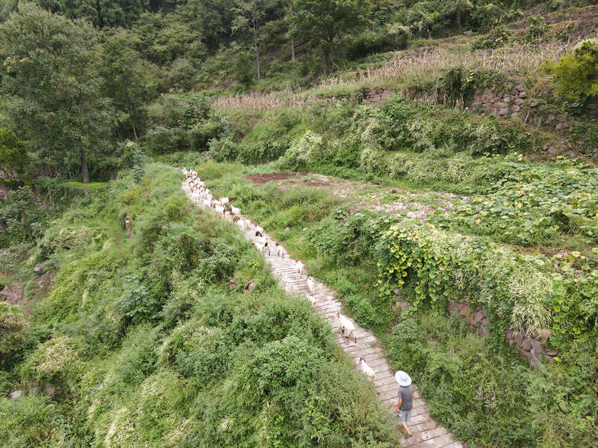 高山羊航拍圖。古藺縣融媒體中心供圖