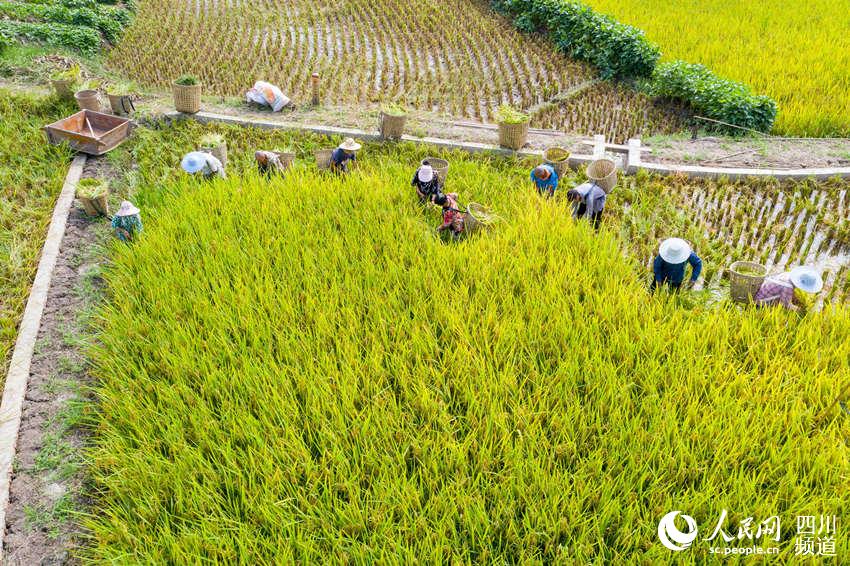 家庭農場組織人員收割水稻。冷國文攝