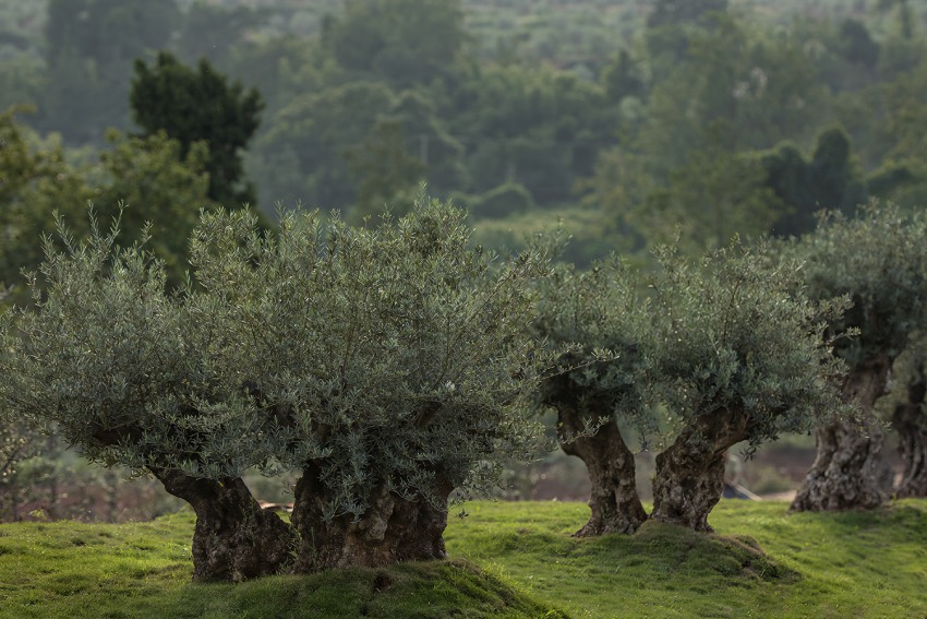 豐收的油橄欖。主辦方供圖