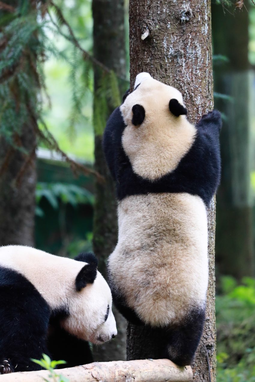 大熊貓“鑫鑫”帶崽。中國大熊貓保護研究中心供圖