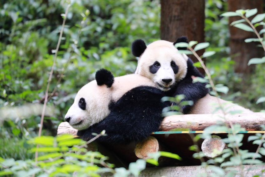 大熊貓“鑫鑫”帶崽。中國大熊貓保護研究中心供圖