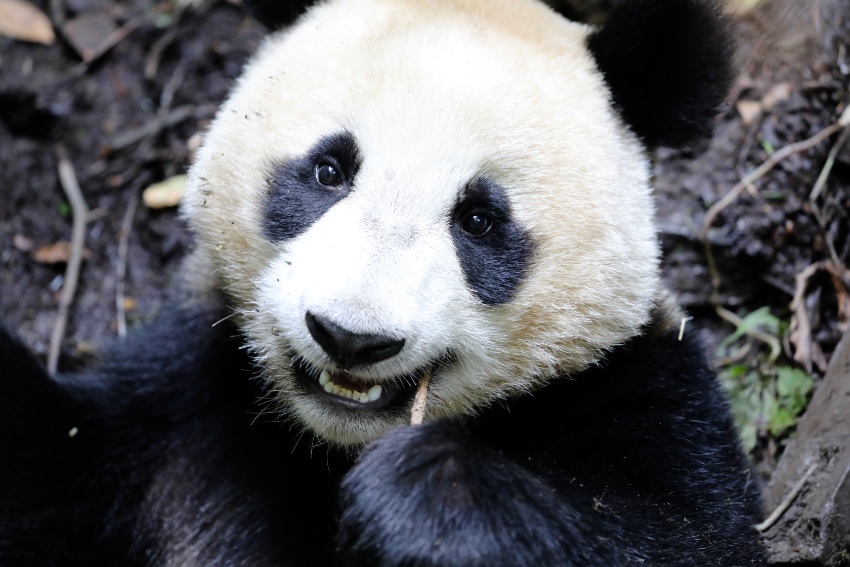 大熊貓“航寶”。中國大熊貓保護研究中心供圖
