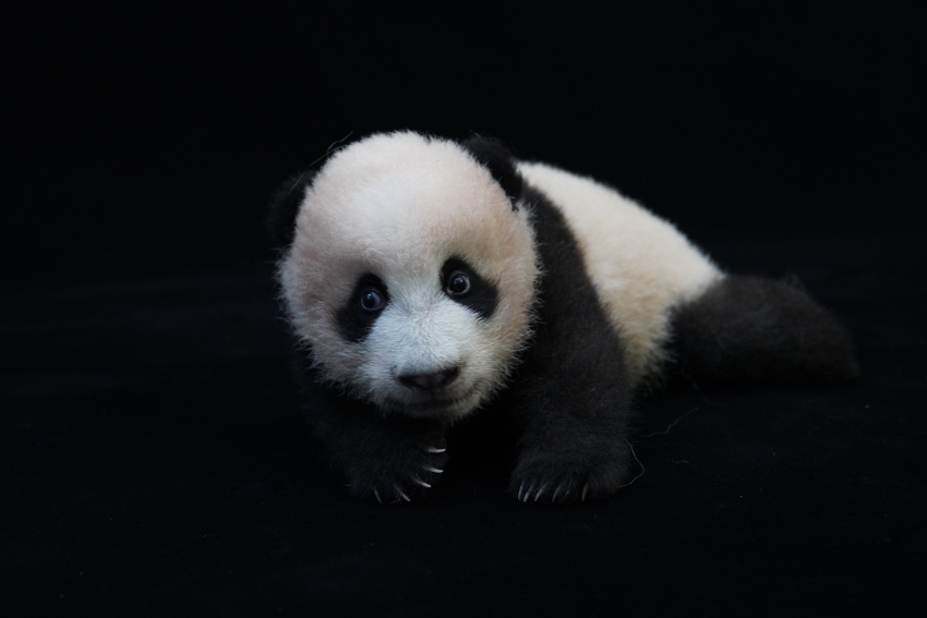 大熊貓“寶新”。成都大熊貓繁育研究基地供圖