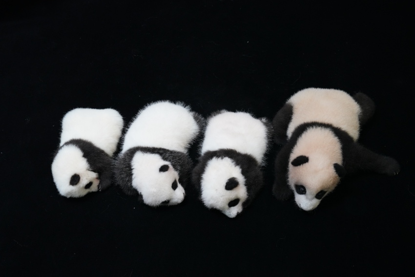 新生幼崽合照。成都大熊貓繁育研究基地供圖