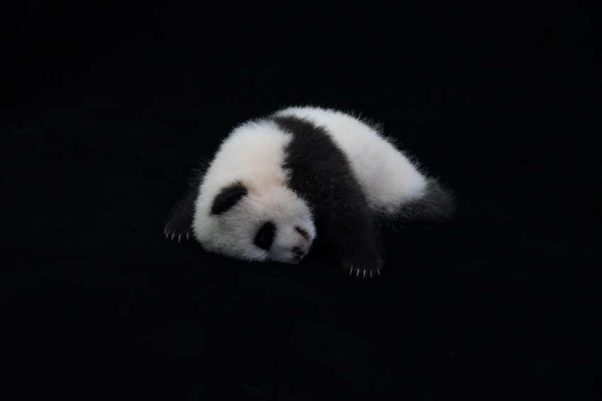 大熊貓“噗噗”。成都大熊貓繁育研究基地供圖