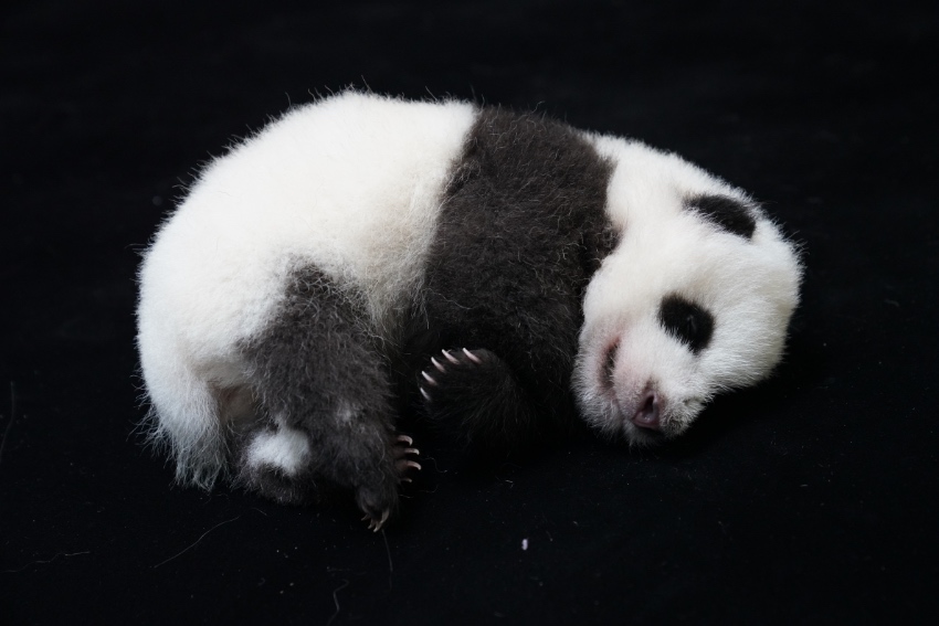新生幼崽。成都大熊貓繁育研究基地供圖