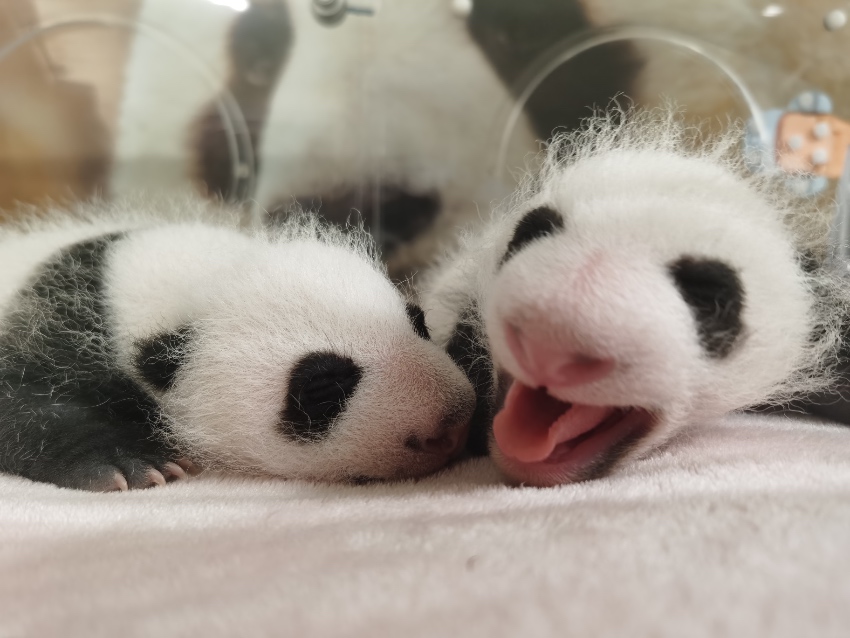 在法國出生的大熊貓雙胞胎幼崽。成都大熊貓繁育研究基地供圖
