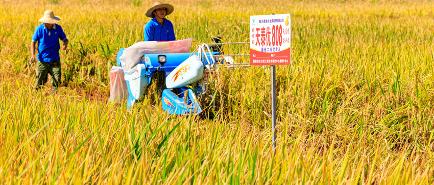袁隆平杂交水稻科学园工作人员收割新品种水稻。袁隆平杂交水稻科学园供图