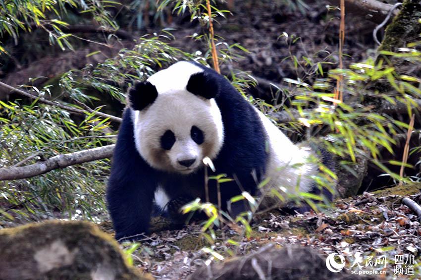唐家河保護區內的大熊貓。鄧建新攝