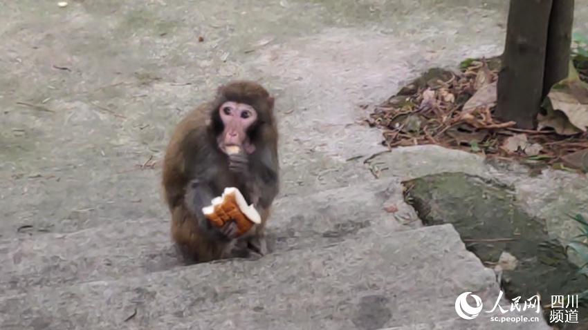 小獼猴。楊齊國攝