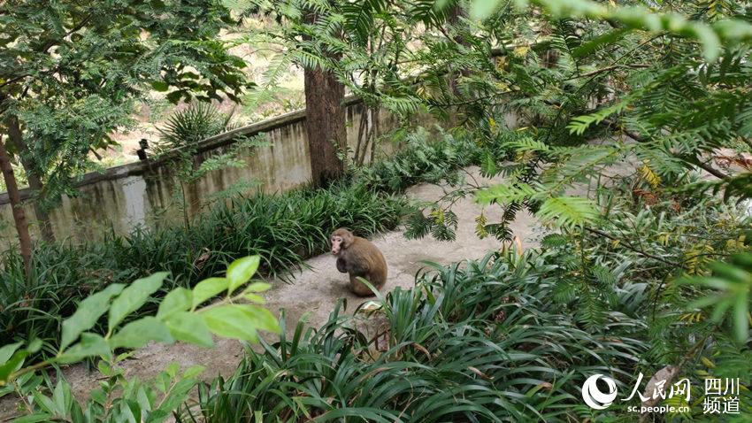 小獼猴。楊齊國攝