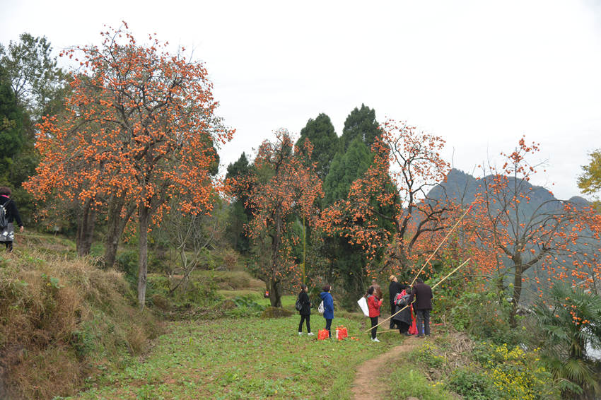 游客在牛头村摘柿子。昭化区融媒体中心供图