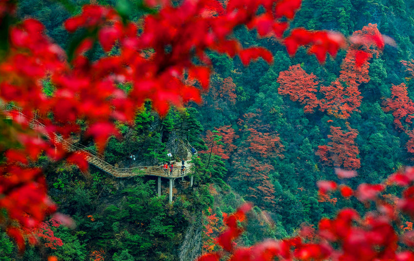 漫山遍野的红叶彩林。宣汉县委宣传部供图