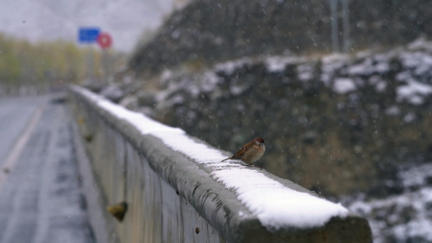 雪中的小鸟。甘孜县融媒体中心供图