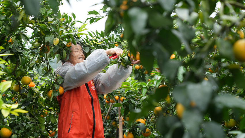 果農忙著採摘柑橘。井研縣委宣傳部供圖