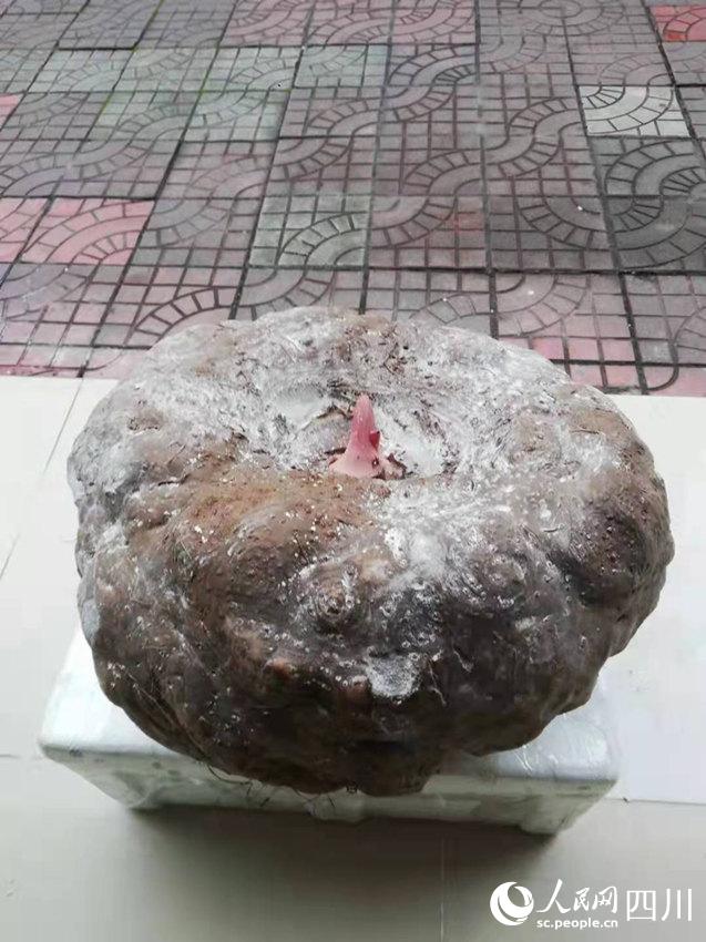 62斤的大魔芋。劉徽攝