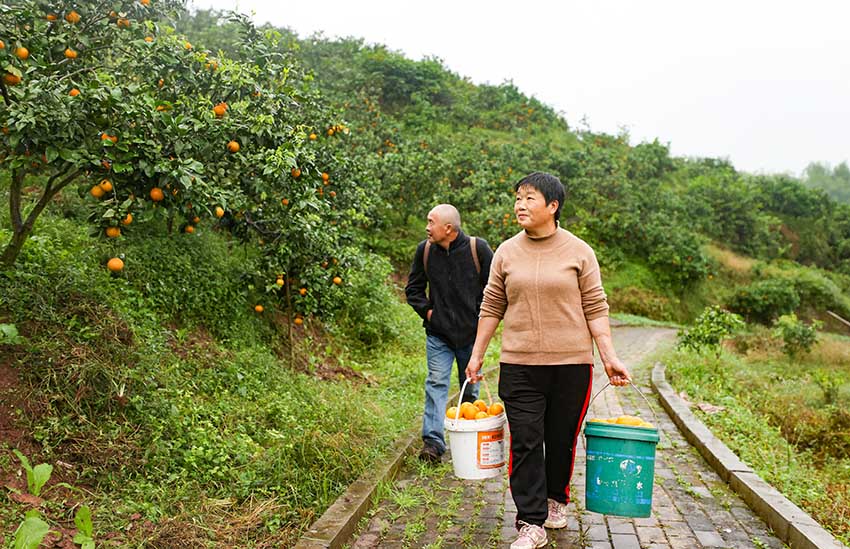 �ο����Ų�ժ�ĸ��١���������ý�����Ĺ�ͼ