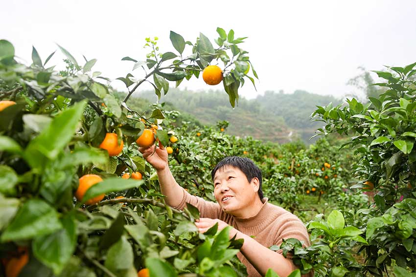 �ο��ڹ�԰��ժ���١���������ý�����Ĺ�ͼ