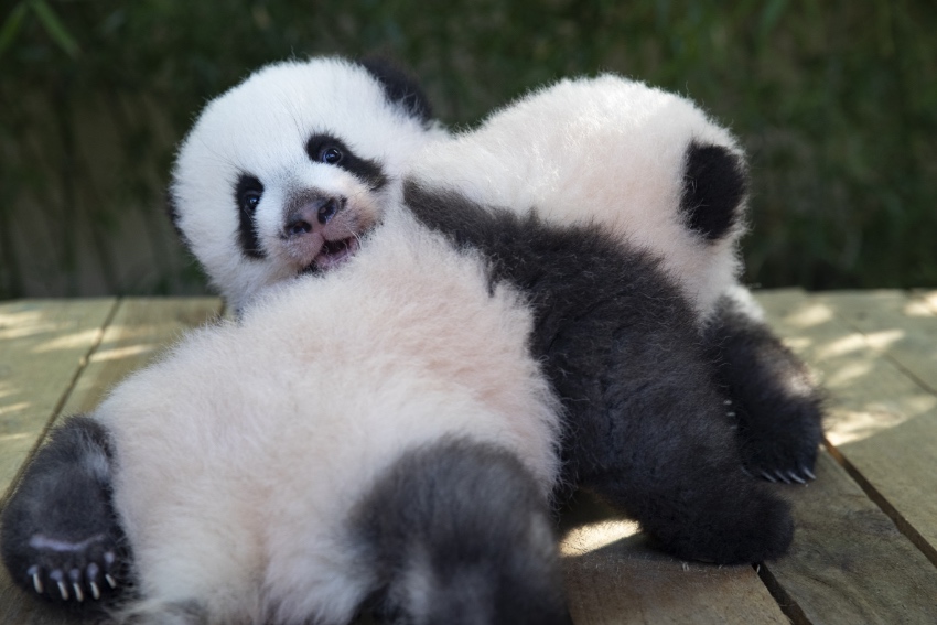 雌性大熊猫双胞胎“欢黎黎”和“圆嘟嘟”。法国博瓦勒动物园供图