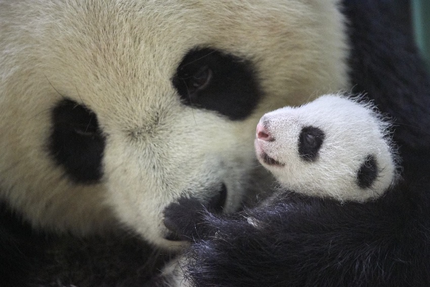 大熊猫欢欢和幼崽。法国博瓦勒动物园供图